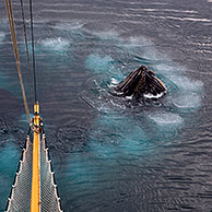 Humpback whales (Megaptera novaeangliae) bubble net feeding at Wilhelmina Bay, Antarctica