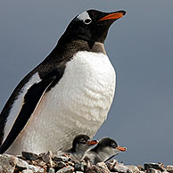 Gentoo Penguin (Pygoscelis papua) with chicks on nest in rookery at Petermann Island, Antarctica