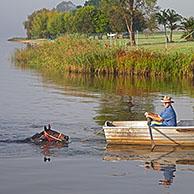 Trainer in rowboat takes race horse for an early morning swim in the Clarence River, Grafton, New South Wales, Australia