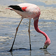 James' Flamingos (Phoenicoparrus jamesi) foraging in the salt lake Laguna Hedionda, Altiplano, Bolivia