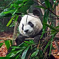 Giant panda (Ailuropoda melanoleuca) eating bamboo in the Chengdu Research Base of Giant Panda Breeding / Chengdu Panda Base, Sichuan province, China