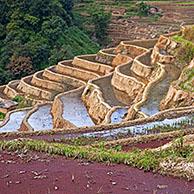 Red duckweed in terraced rice paddy on hillside near Xinjie in the Yuangyang district, Yunnan province, China