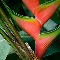 Heliconia  orthotricha, Costa Rica