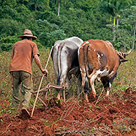 Cuban farmer ploughing field with traditional plough pulled by oxen on tobacco plantation in the Viñales Valley / Valle de Viñales, Sierra de los Organos, Pinar del Río, Cuba, Caribbean