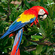 Colourful Scarlet macaw (Ara macao) eating nut in tree at Cayo Saetia / Cayo Sae-Tia, Cuba