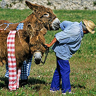 Man dragging two stubborn Baudet de Poitou donkeys wearing trousers at Ile de Ré / Isle of Rhé, Charente-Maritime, France