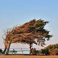 Windswept trees bent by coastal northern winds on the island Ile d'Oléron, Charente-Maritime, France