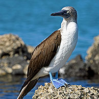 Blue-footed Booby (Sula nebouxii excisa) portrait, Santa Cruz, Galapagos