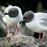 Swallow-tailed gulls (Larus / Creagrus furcatus) Seymour Island, Galapagos 