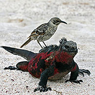 Marine iguana (Amblyrhynchus cristatus), Plazas sur island, Galapagos