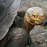 Galapagos giant tortoise (Geochelone elephantopus), Santa Cruz island, Galapagos