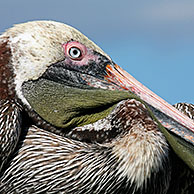 Brown pelican (Pelecanus occidentalis) close up, Puerto Egas on the island Santiago, Galapagos