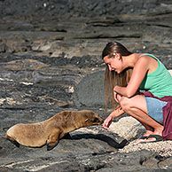 Galapagos sea lions (Zalophus californianus wollebaeki) on the beach of Puerto Egas on the island Santiago, Galapagos