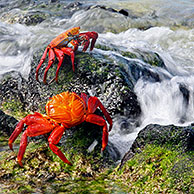 Sally lightfoot crabs (Grapsus grapsus) in the surf, Bachas, Santa Cruz, Galapagos