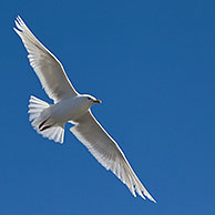 Iceland Gull (Larus glaucoides) in flight, West-Greenland, Greenland