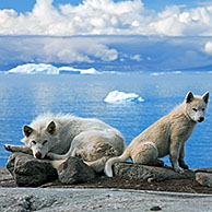 Greenland dog (Canis lupus familiaris) sledge dog with pup, Ilulissat, West-Greenland, Greenland