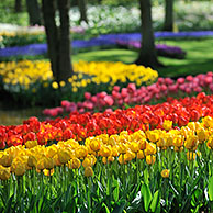 Colourful tulips (Tulipa sp.) in flower garden of Keukenhof, the Netherlands