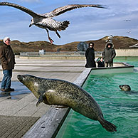 Tourists looking at seals in the seal shelter Ecomare, Texel, the Netherlands