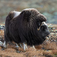 Muskox (Ovibos moschatus) female on the tundra in autumn, Dovrefjell-Sunndalsfjella National Park, Norway