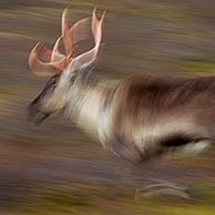 Reindeer (Rangifer tarandus) herd with antlers covered in velvet grazing on the tundra in autumn, Jämtland, Sweden, Scandinavia