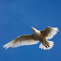 Two Glaucous gulls (Larus hyperboreus) sitting on yard of the tall ship / barquentine Antigua at Svalbard, Spitsbergen, Norway