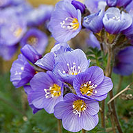 Boreal Jacobs-ladder / Northern Jacob's ladder (Polemonium boreale) in flower on the arctic tundra at Svalbard, Spitsbergen, Norway 