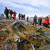 Tourists looking at old whale bones overgrown with moss in the Hornsund, Svalbard, Spitsbergen, Norway