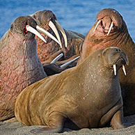 Walruses at walrus colony (Odobenus rosmarus) on Prins Karl Forland National Park, Svalbard, Spitsbergen, Norway
