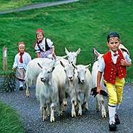 Children in traditional costumes herding goats, Alpaufzug, Appenzell, Switzerland
