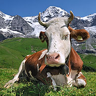 Walker among Alpine cows (Bos taurus) with cowbell in meadow, Swiss Alps, Switzerland