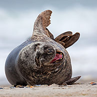 Grey seal / gray seal  (Halichoerus grypus) male on beach in the surf