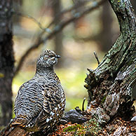 Spruce Grouse (Dendragapus canadensis) in the taiga at Denali NP, Alaska, US