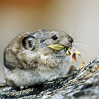 North American pika (Ochotona princeps) eating leaves in rocky habitat, Denali NP, Alaska, US