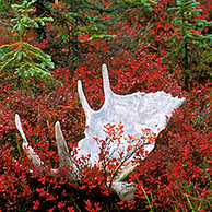 Shed moose antler (Alces alces) on the tundra floor in autumn, Denali NP, Alaska, US