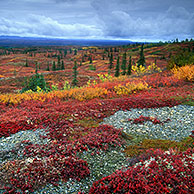Tundra in its autumn colours, Denali NP, Alaska, US