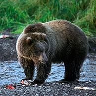 Kodiak brown bear (Ursus arctos middendorfi) eating salmon near river, Kodiak Island, Alaska, US