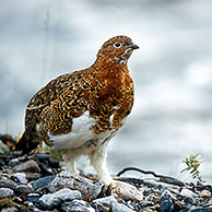 Willow ptarmigan / grouse (Lagopus lagopus) on tundra, Denali NP, Alaska, US