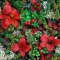 Cowberries (Vaccinium vitis-idaea) and Red alpine bearberry leaves (Arctostaphylos rubra) among Reindeer lichen, Denali NP, Alaska, US