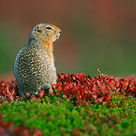 Arctic / Parry's ground squirrel (Spermophilus parryii) on tundra in autumn. Denali NP, Alaska, US