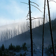 Regrowth of Lodgepole pine trees (Pinus contorta latifolia) between standing dead trees, killed after fires, Yellowstone NP, Wyoming, USA