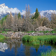 American beaver dam and den (Castor canadensis) Grand Teton NP, Wyoming, USA